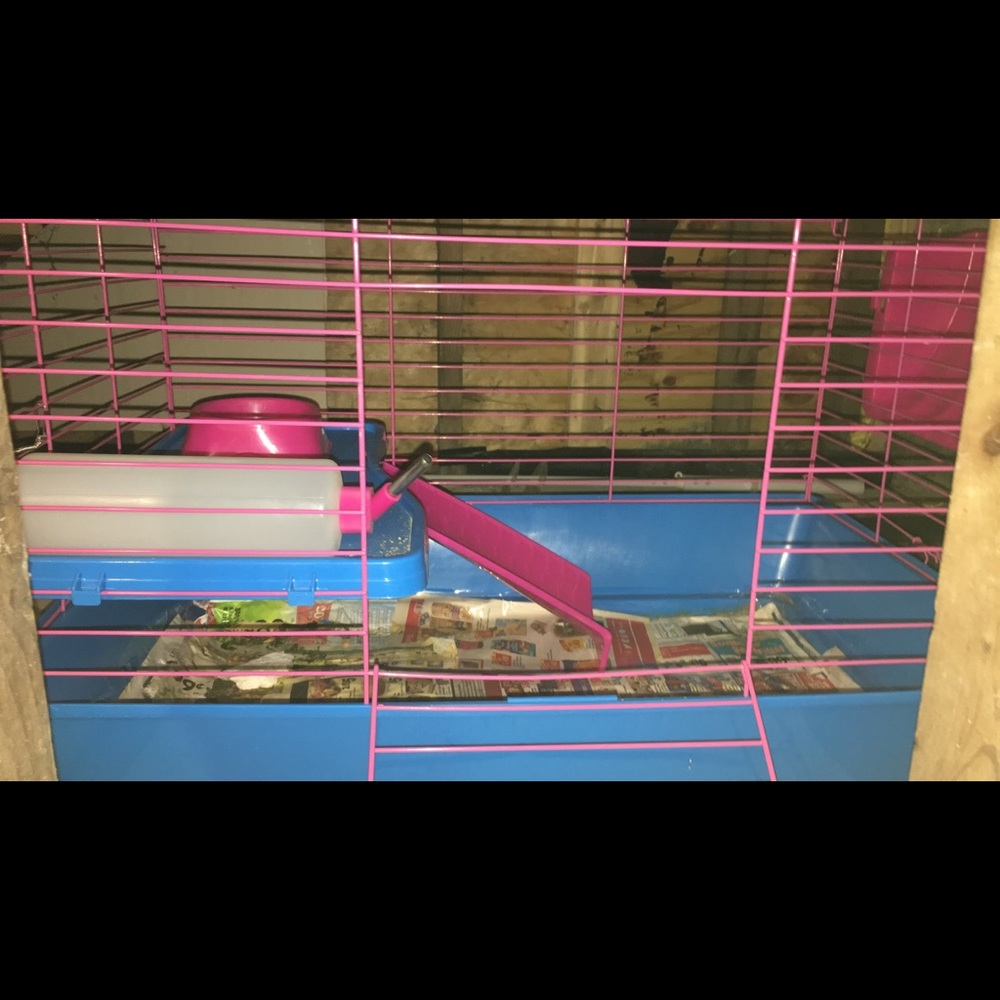 Guinea Pig Cage